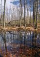 Swamp The eerie of the swamp filled the air as the murky water bubbled and gurgled. In the distance, frogs croaked and