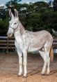 Elegant jumento standing in a sandy arena, showcasing its unique gray coat and distinctive long ears against a green backdrop.