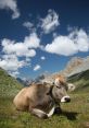 Cow The of a cow is a familiar and soothing melody to those who have spent time on a farm or in the countryside. The