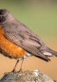 Close-up of a vibrant Robin perched on a stump, showcasing its distinctive orange breast and detailed plumage.