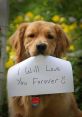 Golden retriever holds a sign saying, "I Will Love You Forever," showcasing the unconditional love of dogs.