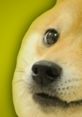 Close-up of a Shiba Inu dog, iconic for the Doge meme, showcasing its expressive face and charming features.