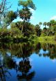 Lush green trees reflecting in tranquil water under a bright blue sky, showcasing the beauty of nature in a serene environment.