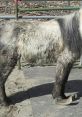 Mysterious, furry animal standing on a path, showcasing unique features amidst a natural habitat background.