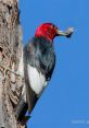 Red-headed woodpecker perched on a tree, holding an insect, showcasing vibrant plumage against a clear blue sky.