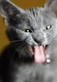 Gray cat yawning widely, showcasing its playful and curious nature, perfect for animal lovers and pet owners.