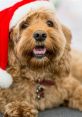 Happy dog wearing a festive Santa hat, capturing the joy of Christmas with its playful and cheerful expression.