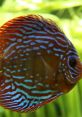 Vibrant discus fish showcasing intricate blue and red patterns, swimming amidst lush underwater greenery.