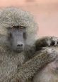 Close-up of a baboon showcasing its expressive eyes and detailed fur texture, highlighting the beauty of wild monkeys.