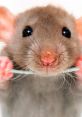 Cute gray rat holding a thin object, showcasing its large ears and inquisitive expression, perfect for pet enthusiasts.