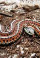 Colorful snake resting on the ground with patterned scales, showcasing its vibrant orange and black markings in natural habitat.