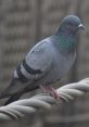 Close-up of a pigeon perched on a rope, showcasing its iridescent feathers and striking orange eye.