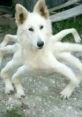 White dog with multiple extra legs poses humorously, reflecting the quirky spirit of Egg's Meme culture.