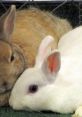 Two adorable rabbits snuggled together, showcasing their soft fur and gentle expressions in a cozy setting.