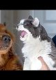 A cat hilariously yawning next to a curious dog, capturing a funny animal moment of unexpected expressions.