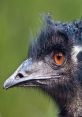 Close-up of an emu showcasing its striking orange eye and unique feathered texture, highlighting its distinctive appearance.