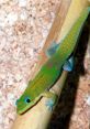 Colorful gecko perched on a wooden surface, showcasing vibrant green hues and striking blue eyes, typical of exotic reptiles.