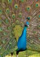 Vibrant peacock displaying its stunning feather fan with iridescent colors and eye-like patterns in a lush green setting.