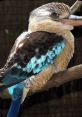 Kookaburra perched on a branch, showcasing its striking blue and brown feathers in a natural setting.