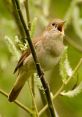 Nightingale Bird One of the most well known, prettiest singing birds who sings of love according to mythology and symbolism.