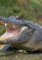 Close-up of an alligator with mouth open, showcasing sharp teeth and textured skin, highlighting its powerful predatory nature.