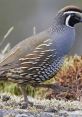 Colorful quail bird walking on rocky terrain, showcasing its distinctive feathers and unique patterns in a natural habitat.