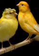 Two colorful canary birds perched on a branch, showcasing their vibrant yellow feathers and playful expressions.