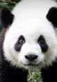 Close-up of a giant panda with distinctive black and white fur, showcasing its curious expression in a lush green environment.