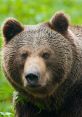 Close-up of a grizzly bear showcasing its thick fur and sharp features in a lush green forest environment.