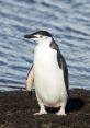 Chinstrap penguin standing on a beach, with water in the background, showcasing its distinctive black and white plumage.