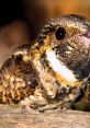 Close-up of a Whippoorwill bird showcasing its distinctive plumage and vivid eyes, set against a natural background.