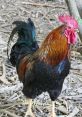 Colorful rooster strutting in a natural setting, showcasing vibrant plumage and striking features of poultry farming.