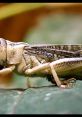 Close-up of a cricket on a leaf, showcasing its intricate textures and colors in a natural setting.