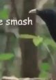 Black bird with text "Lemme smash," capturing a humorous moment in nature, popularized by the Lemme Smash meme.