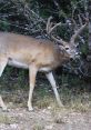 White-tailed deer in natural habitat, showcasing antlers and exhibiting a deer grunt, surrounded by foliage.