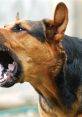 Close-up of a dog barking, showcasing its expressive features and energetic demeanor. Perfect for dog lovers and trainers.