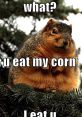 Angry squirrel with funny text complaining about corn theft, capturing a humorous pet moment in nature.