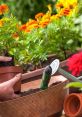 Gardening Gardening clips, available to play and download.