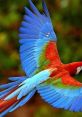 Colorful macaw flying, showcasing vibrant blue, green, and red feathers against a blurred natural background.