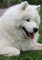 Samoyed Dogs Samoyed Dogs clips and effects, available to play and download.