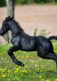 A black horse galloping joyfully across a grassy field adorned with yellow wildflowers, showcasing vitality and freedom.