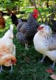 Colorful flock of chickens, including striped and white breeds, foraging in lush green grass under a tree.