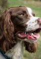 Dogs: Spaniels Dogs: Spaniels clips and effects, available to play and download.