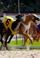 Greyhound Racing Greyhound Racing clips and effects, available to play and download.