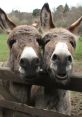 Donkeys Donkeys clips and effects, available to play and download.