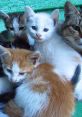 Adorable kittens cuddling together, showcasing their playful personalities and sweet, fluffy coats on a colorful background.