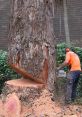 Tree-Felling Tree-Felling clips and effects, available to play and download.