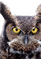 Close-up of a fierce owl with striking yellow eyes, showcasing its distinct feathers and sharp expression.