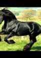 Horses FX The package of titled "Horses" is a of various audio clips that transport you to the wild and thrilling world of