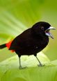 Vibrant black bird with a striking red tail calling out, perched on a lush green leaf, showcasing its lively nature.